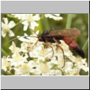 Stenichneumon culpator - Schlupfwespe w030a 16mm-fdet02b-Joel Valemberg.jpg